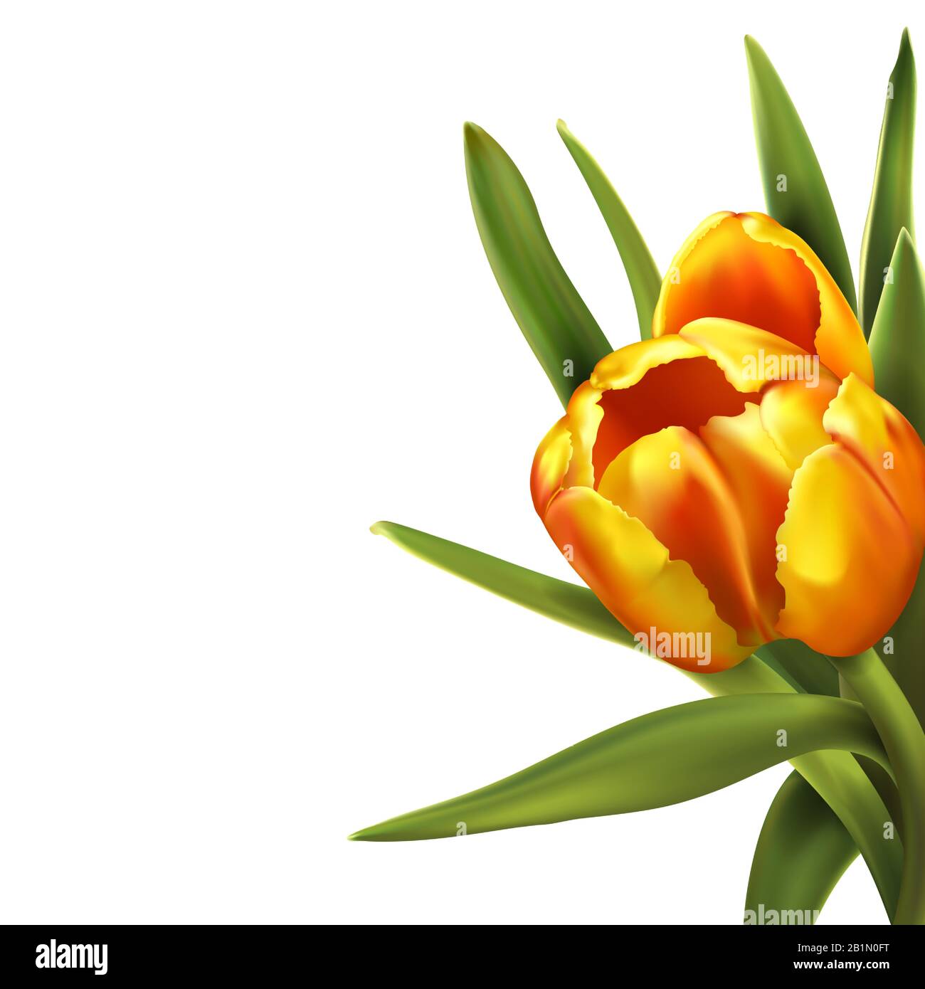 One colorful tulip isolated on white background Stock Vector Image ...