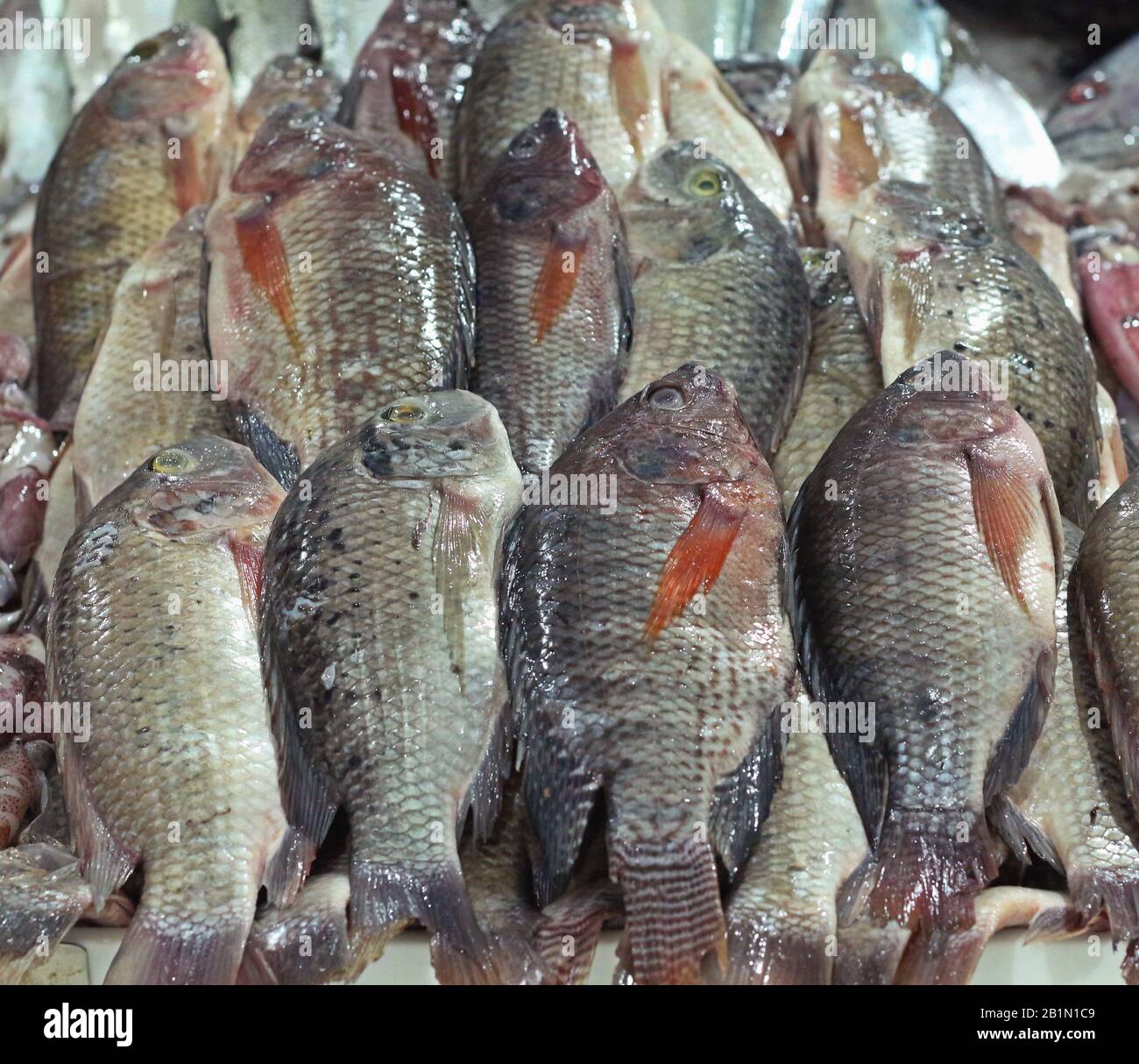 tilapia fish for sell in a market Stock Photo Alamy