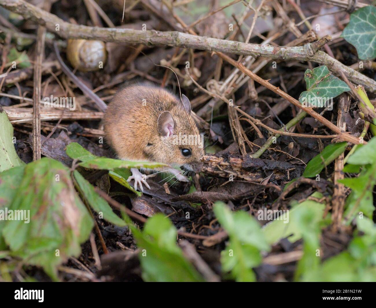 Field mouse foraging for food Stock Photo Biology Diagrams