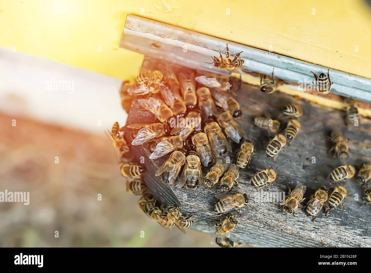 guard bee kick drones out of colony of bees in late summer. A lot of