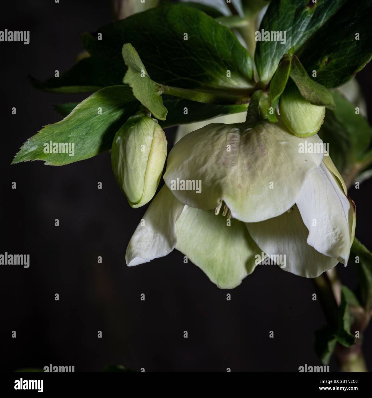 White Hellebore (Helleborus niger) flower and buds, otherwise known as Lenten Rose or Christmas Rose, against a dark background Stock Photo