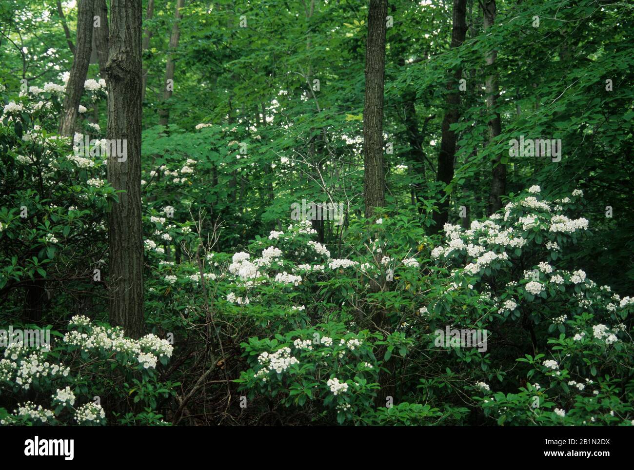 Mountain laurel (Kalmia latifolia), Sleeping Giant State Park