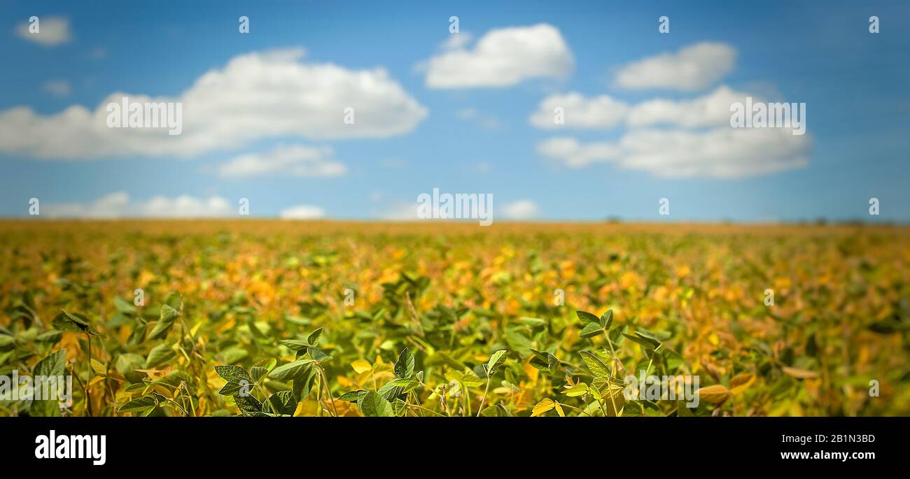 Field with ripened soy. Glycine max, soybean, soya bean sprout growing soybeans. Yellow leaves