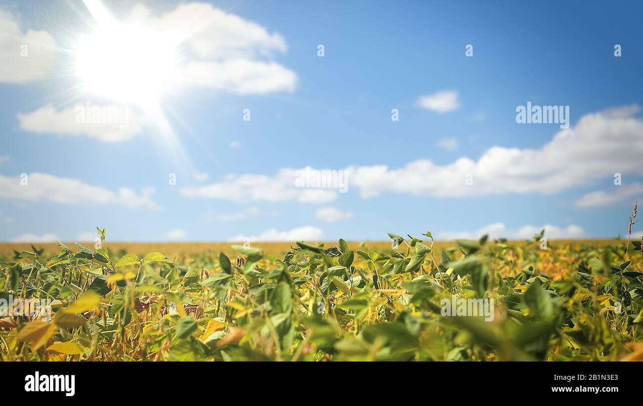 Field with ripened soy. Glycine max, soybean, soya bean sprout growing soybeans. Yellow leaves