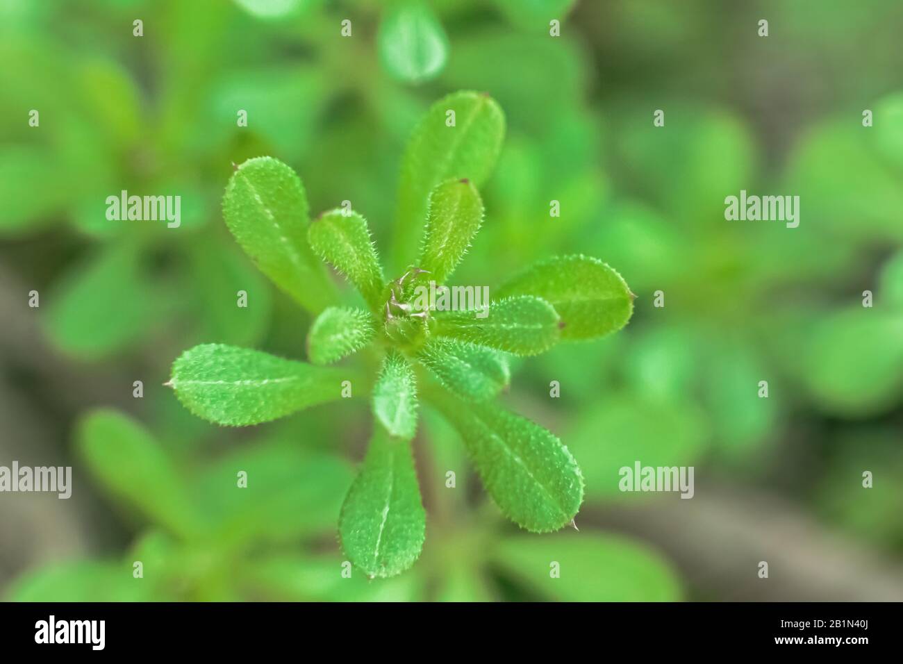 Galium aparine cleavers, catchweed, stickyweed, robinrunthehedge