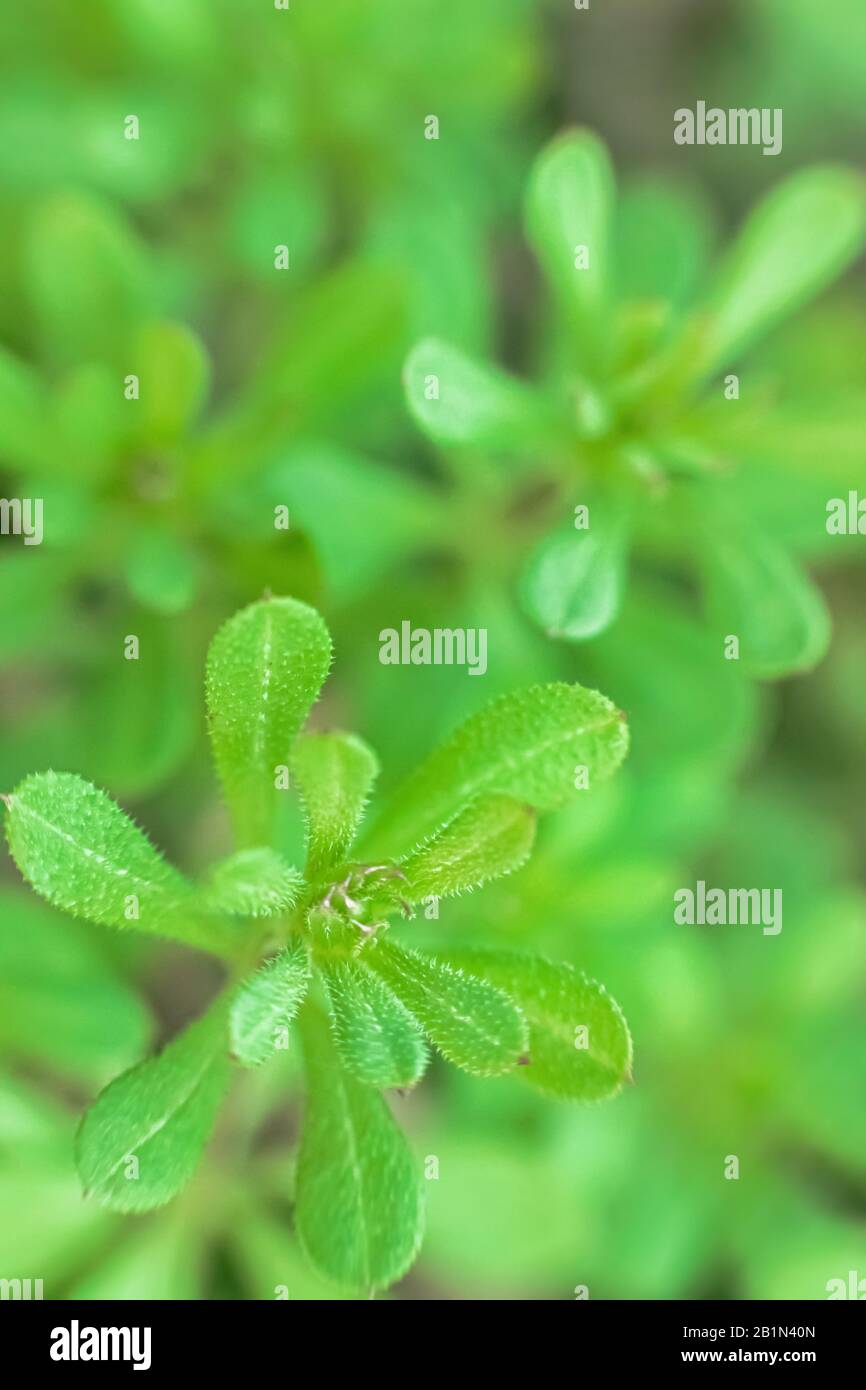 Galium aparine cleavers, catchweed, stickyweed, robinrunthehedge