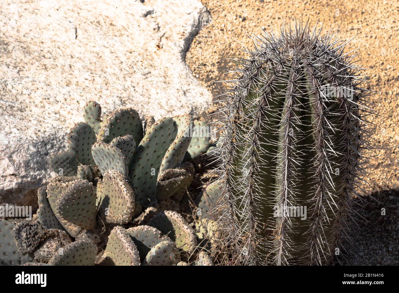 Closeup detalis of southwestern desert cactus with sharp spines against granite rock background Stock Photo