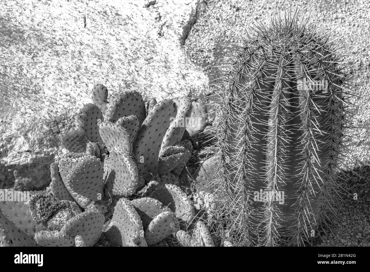 Black and white closeup detalis of southwestern desert cactus with sharp spines Stock Photo