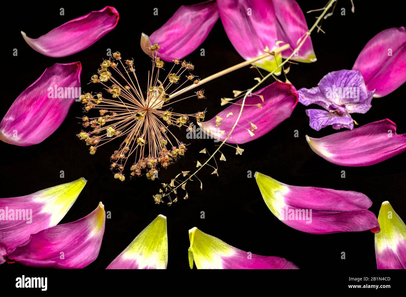 Black background with a dry sprig of decorative Allium,fading orchid,a dry branch of a shepherd's bag and studded with shiny large purple petals with Stock Photo