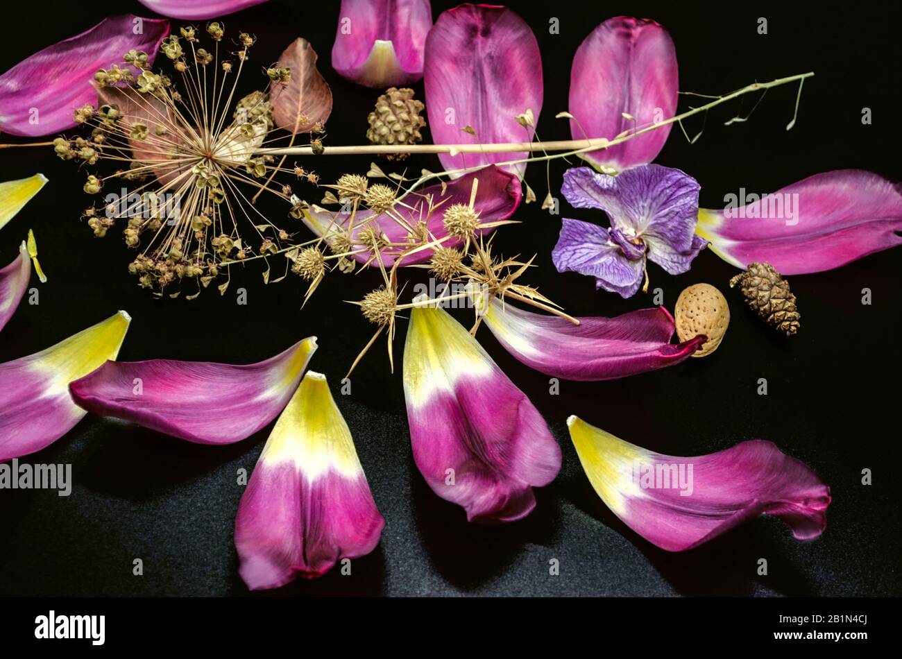 Black background with coniferous cones,thorns, decorative Allium,dry branch of a shepherd's bag,almonds and sparkling purple Tulip petals Stock Photo