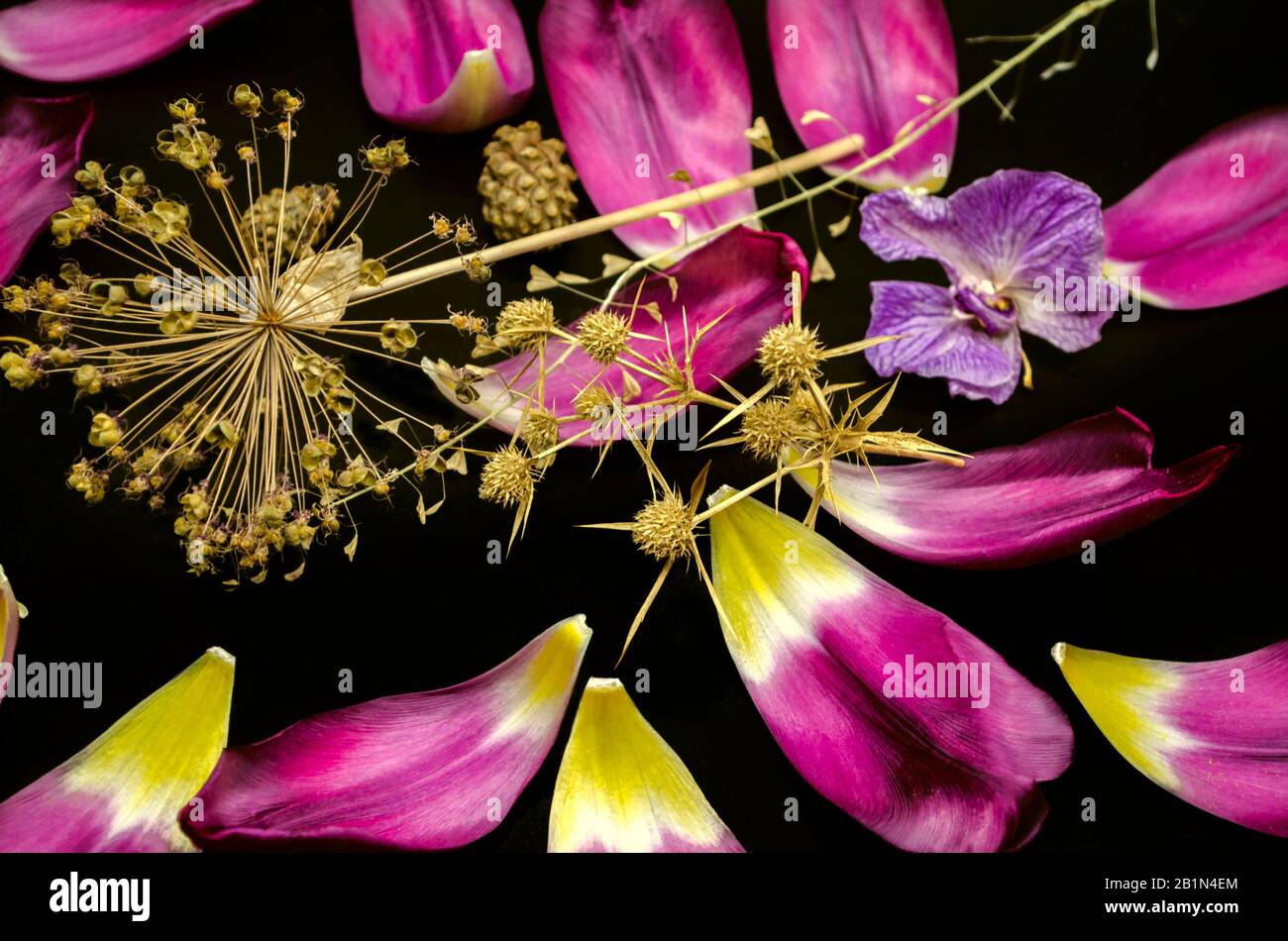 Black background with thorns,decorative Allium,dry branch of a shepherd's bag,fading orchid, coniferous cones and sparkling purple Tulip petals Stock Photo