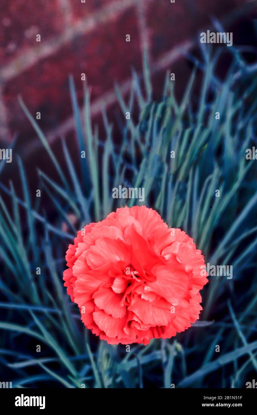 Close up of Dianthus Diane flower set against background of leaves.. An evergreen perennial that is fully hardy. Stock Photo