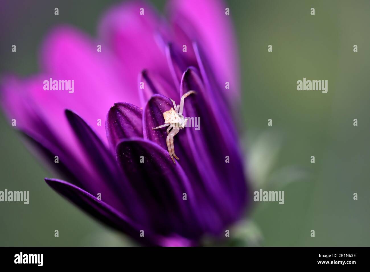Purple flower detail with a small white crab spider Stock Photo