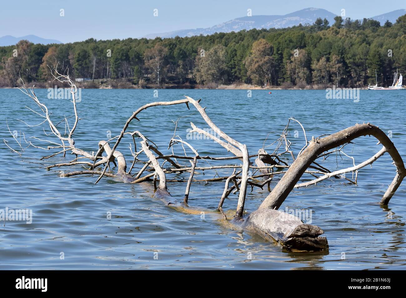 Dry tree floating in the water of a lake Stock Photo Alamy