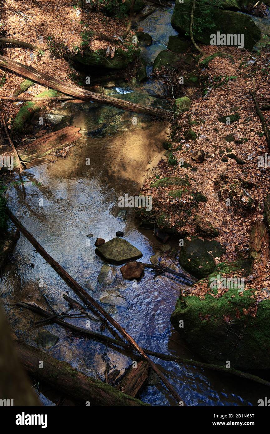 The Sipsey River and a tributary were flowing beautifully on an early