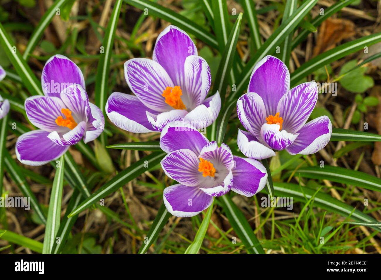 Purple early spring flowers