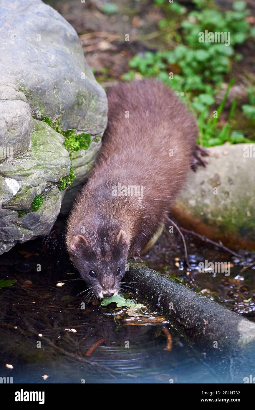 Fish Minkel Natural habitat drinking water hi-res stock photography and images - Alamy