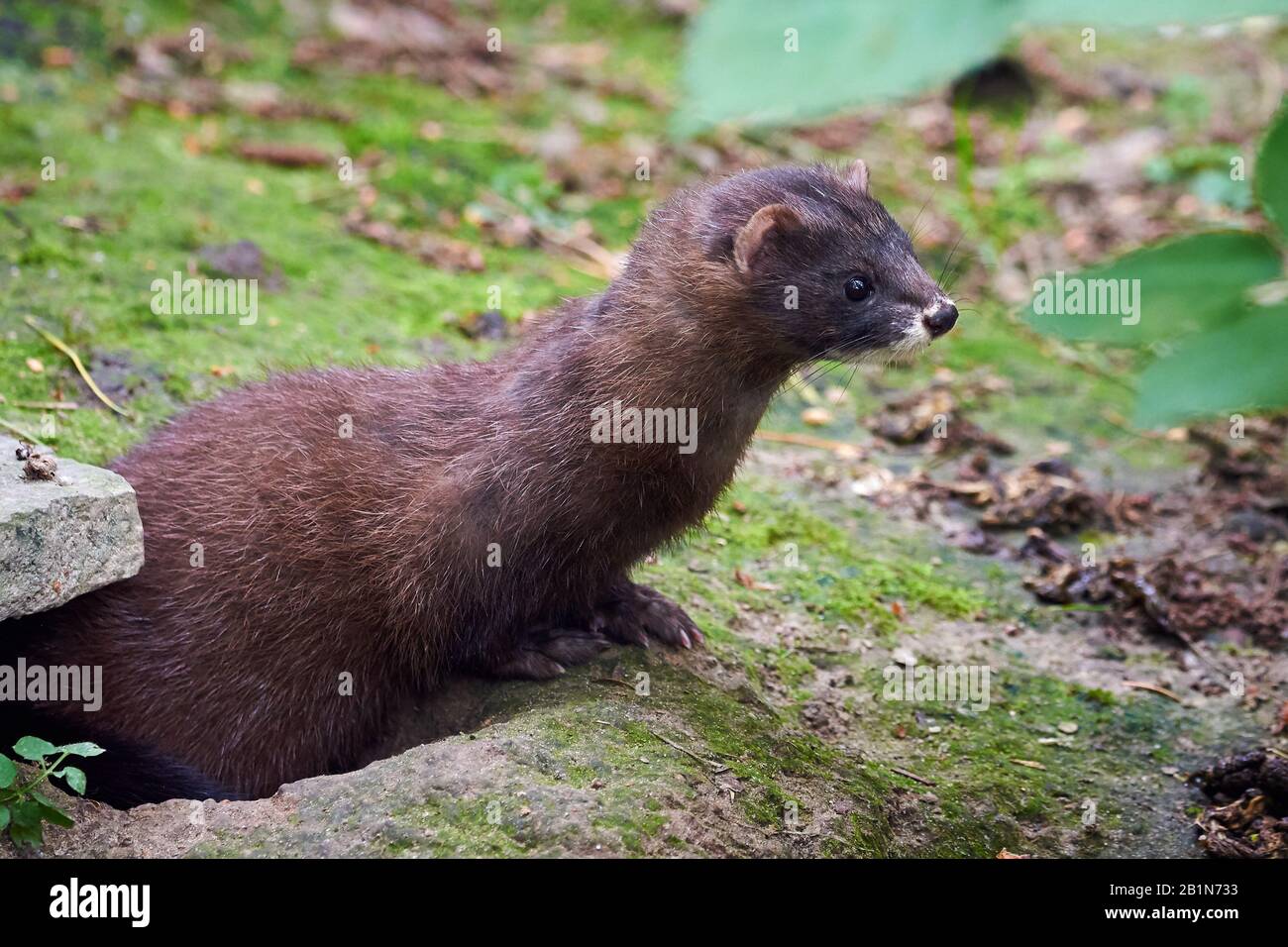 Mustela Lutreola Hi res Stock Photography And Images Alamy Mustela Lutreola Hi res Stock Photography And Images Alamy