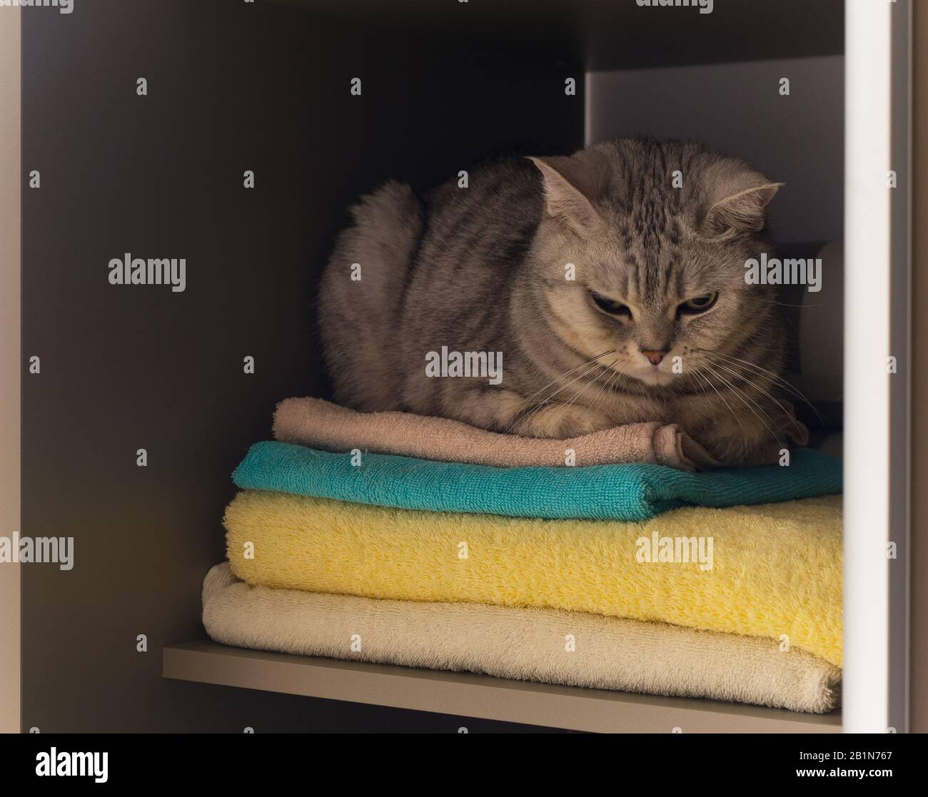 cat in the sliding door wardrobe Stock Photo Alamy
