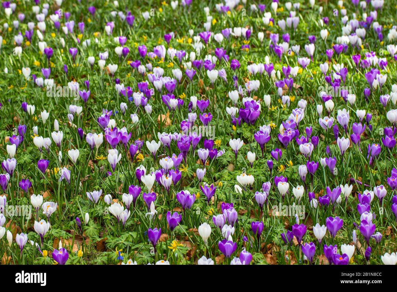 Blue crocuses early bloom hi-res stock photography and images - Alamy