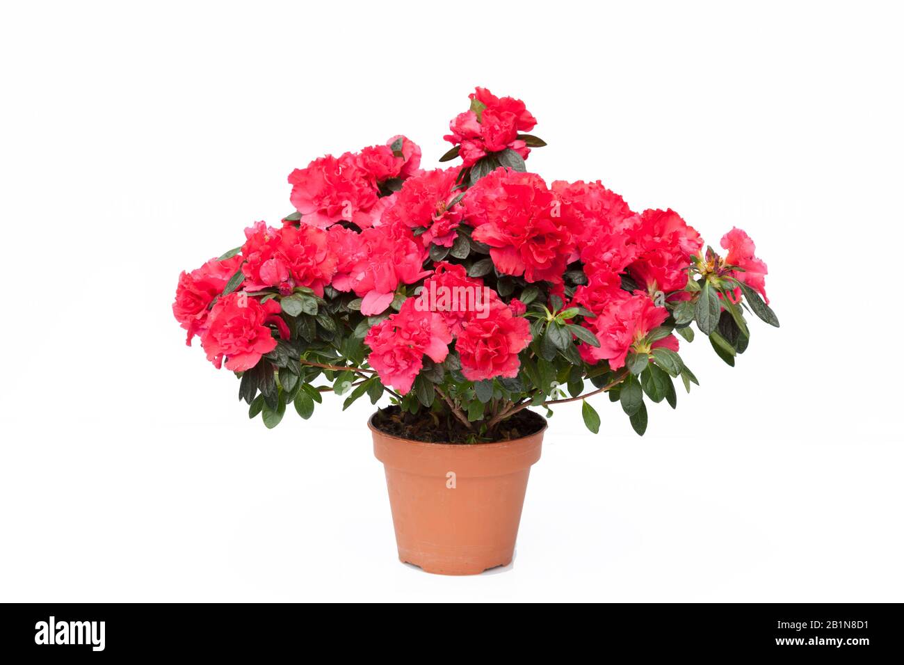 Azalea blooming isolated on white Stock Photo