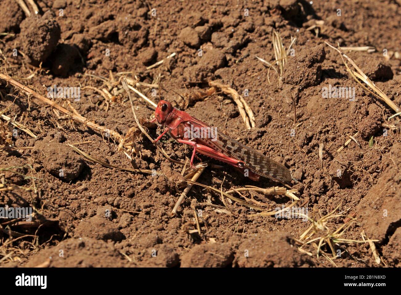 Immature Desert Locust in Ethiopia 2020 Stock Photo