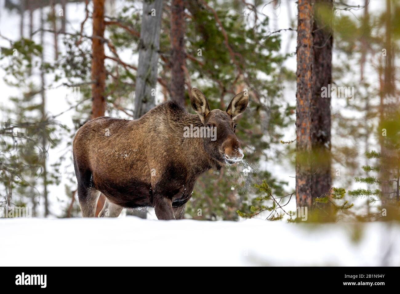 Finland cow hires stock photography and images Alamy