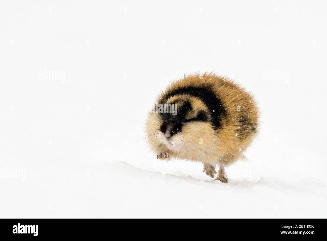 Norway lemming (Lemmus lemmus), running through snow, front view, Norway Stock Photo