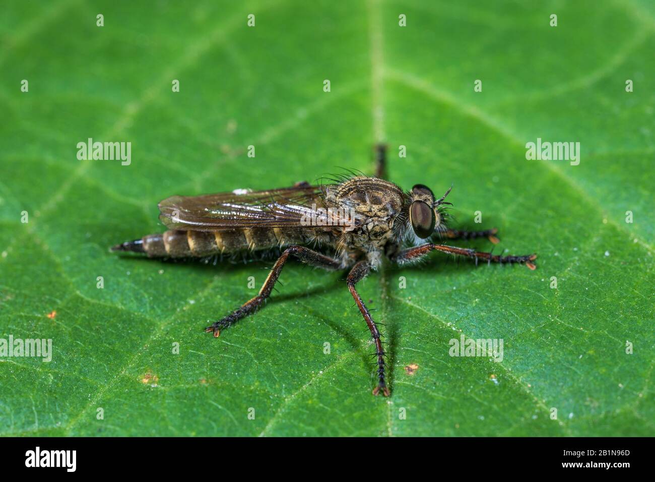 common awl robberfly (Neoitamus cyanurus), on a leaf, Germany Stock Photo
