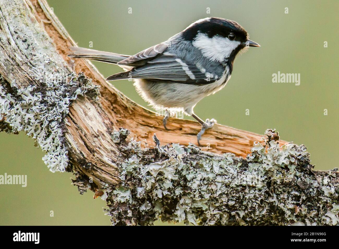 Coal tit (Periparus ater, Parus ater), on a branch, Norway Stock Photo
