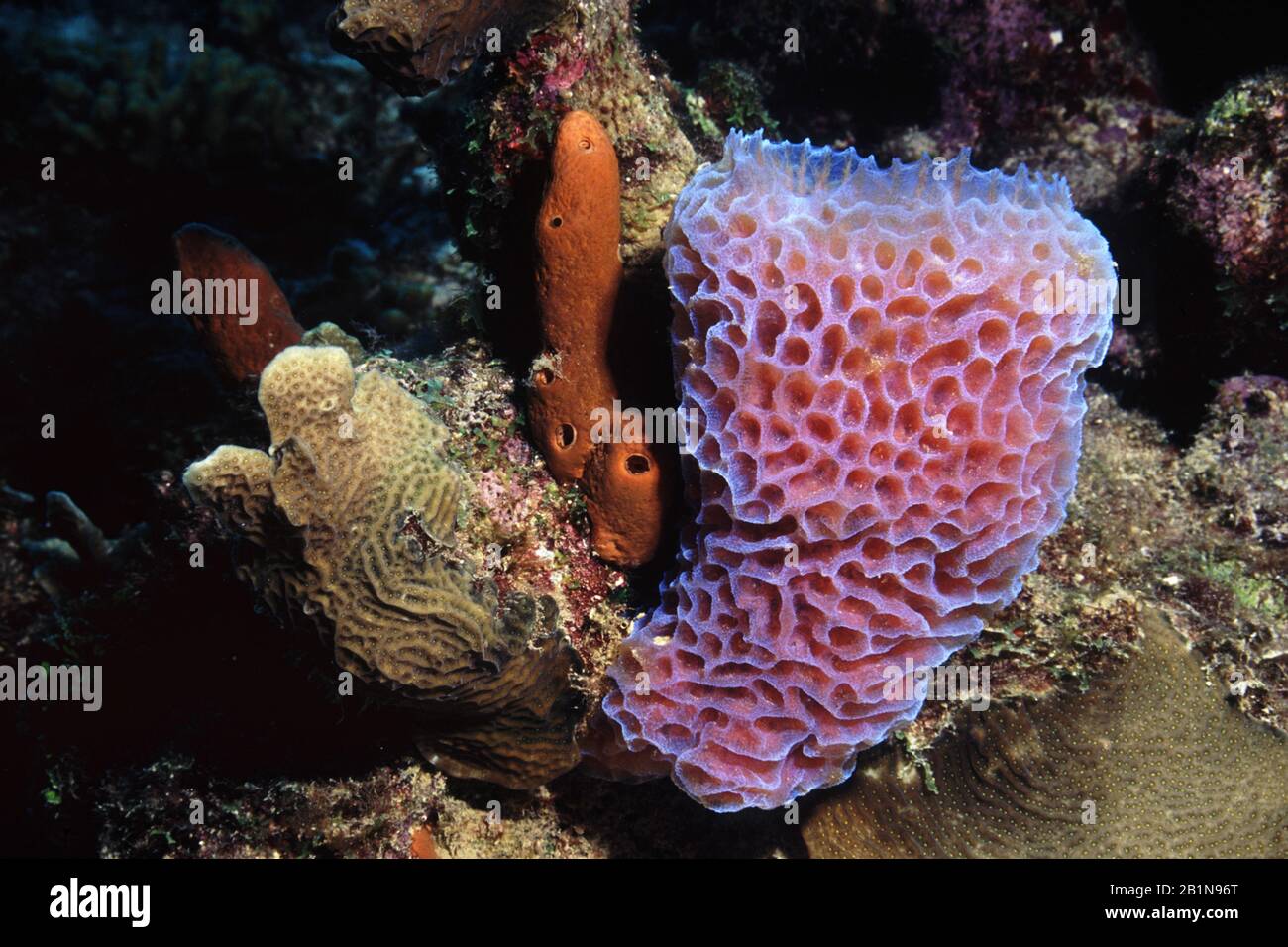 Spons, Azue Vase Sponge, Callyspongia plicifera (Callyspongia plicifera), at a coral reef, Netherlands Antilles, Curacao, Playa Largo Stock Photo