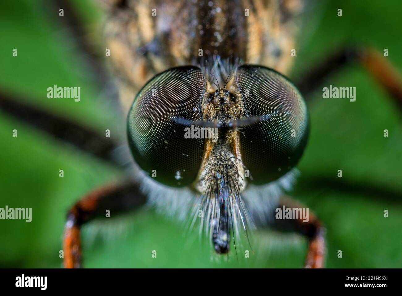 common awl robberfly (Neoitamus cyanurus), portrait, Germany Stock Photo