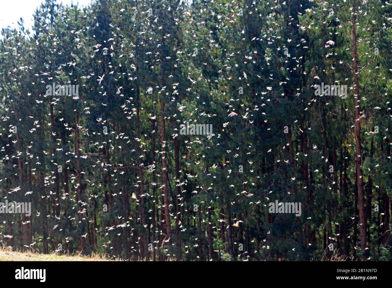 Swarm of Desert Locusts in 2020 Ethiopia Stock Photo