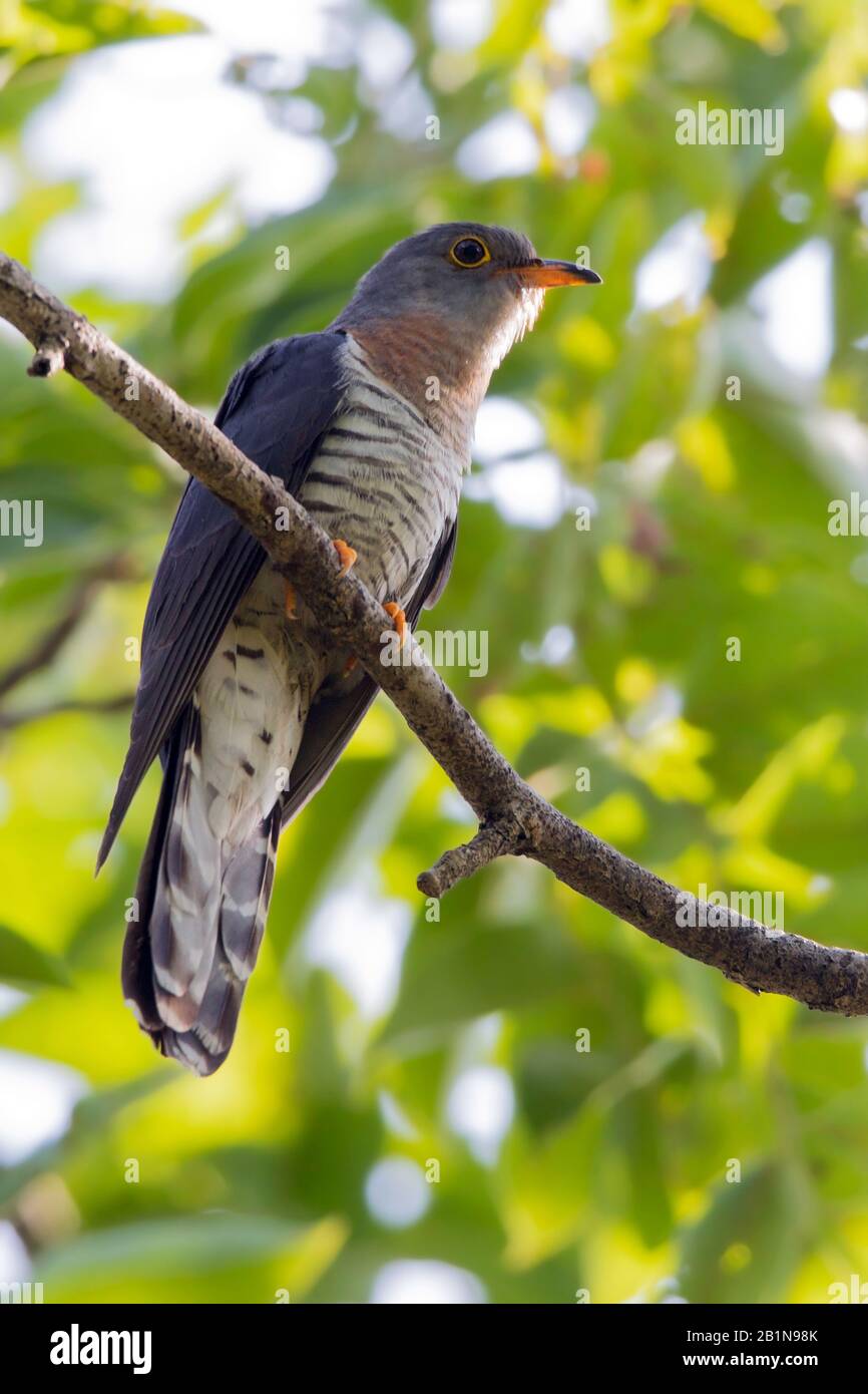 新しい意味 酸 休憩する Red Breasted Cuckoo Aomori Rugby Jp 新しい意味 酸 休憩する Red Breasted Cuckoo Aomori Rugby Jp