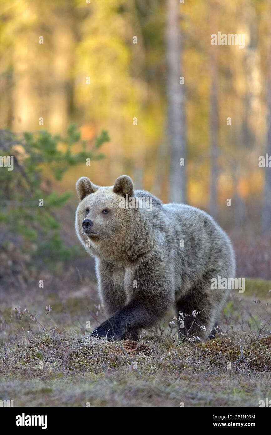 European brown bear (Ursus arctos arctos), in forest, Finland Stock ...
