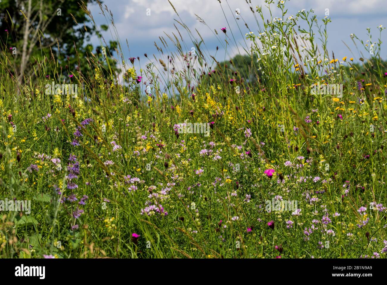 colourful flowers of nutrient-poor grassland at Isar dike, Germany, Bavaria, Oberbayern, Upper Bavaria, Moosburg Stock Photo