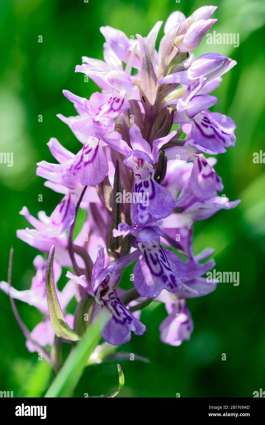 heath spotted orchid (Dactylorhiza maculata s.l.), inflorescence, Netherlands, Overijssel Stock Photo