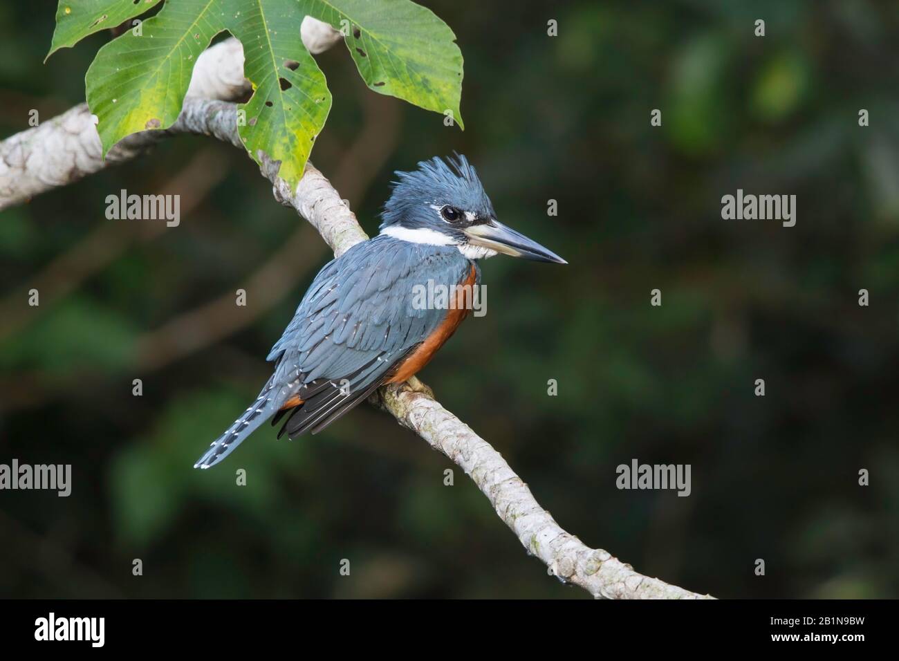 ringed kingfisher (Megaceryle torquata), on a branch, South America Stock Photo