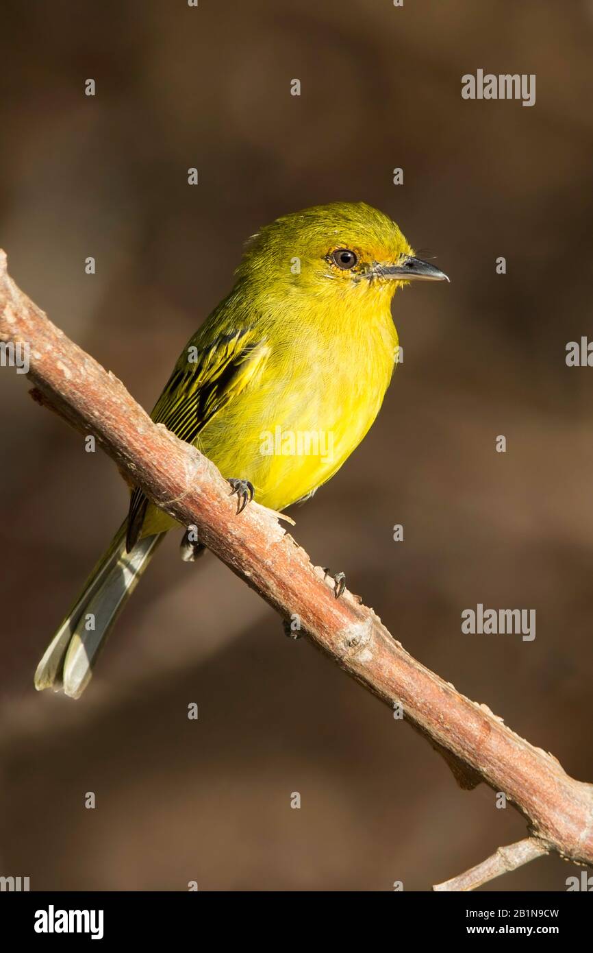 yellow-breasted flycatcher (Tolmomyias flaviventris), perched, South America Stock Photo