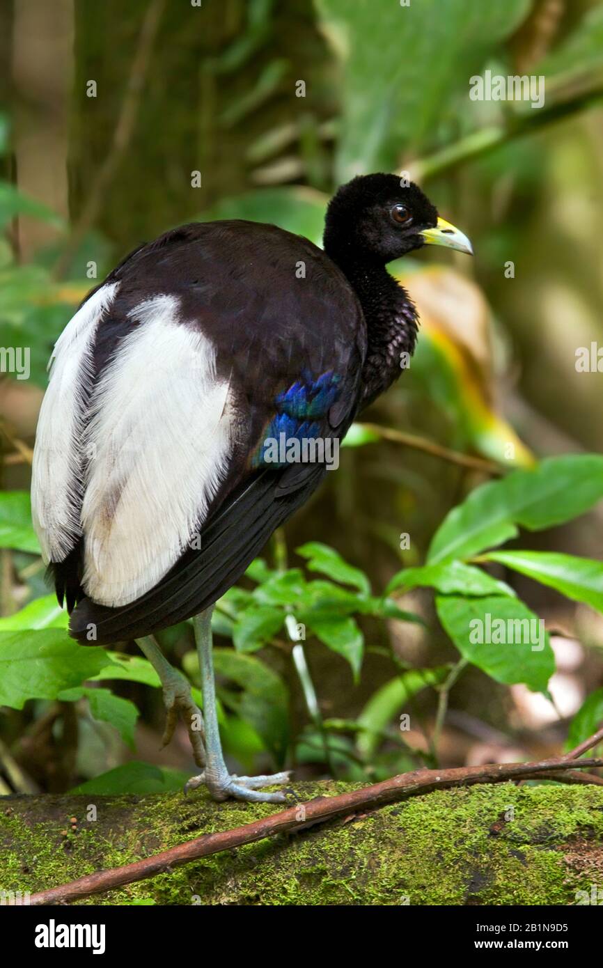 white-winged trumpeter (Psophia leucoptera), a species found in the southwestern Amazon rainforest of Brazil, northern Bolivia, and eastern Peru, Brazil Stock Photo