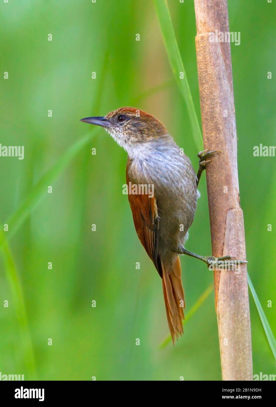 Parker's Spinetail (Cranioleuca vulpecula), species of subtropical or tropical moist lowland forests and subtropical or tropical moist shrubland, South America Stock Photo