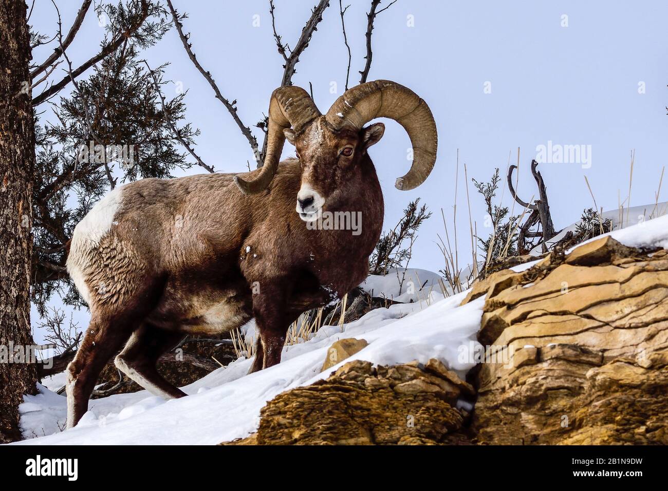 bighorn sheep, American bighorn, mountain sheep (Ovis canadensis), buck standing on a snow-covered rock, USA, Wyoming, Yellowstone National Park Stock Photo