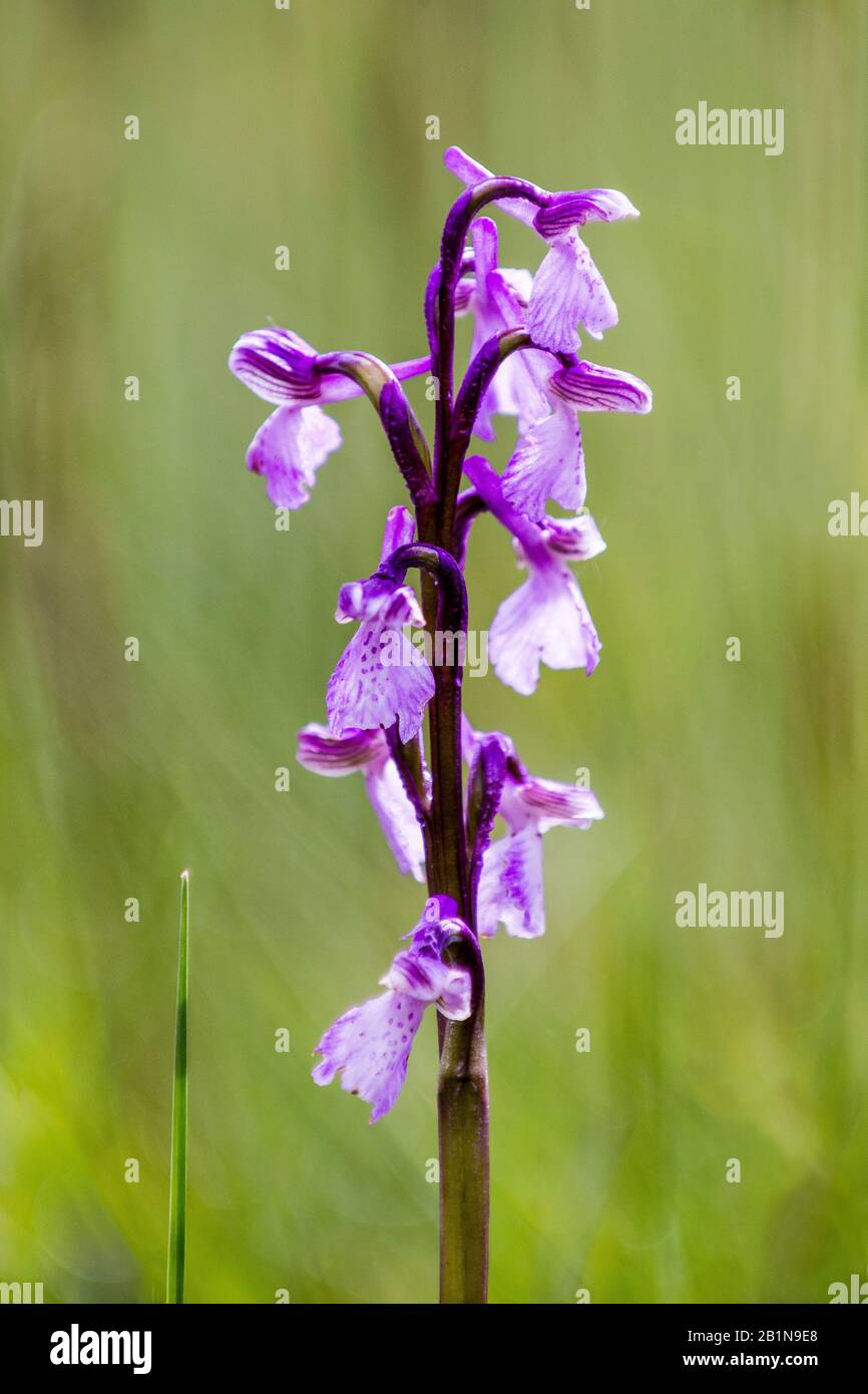 Green-winged orchid, Green-veined orchid (Orchis morio, Anacamptis morio), inflorescence, France Stock Photo