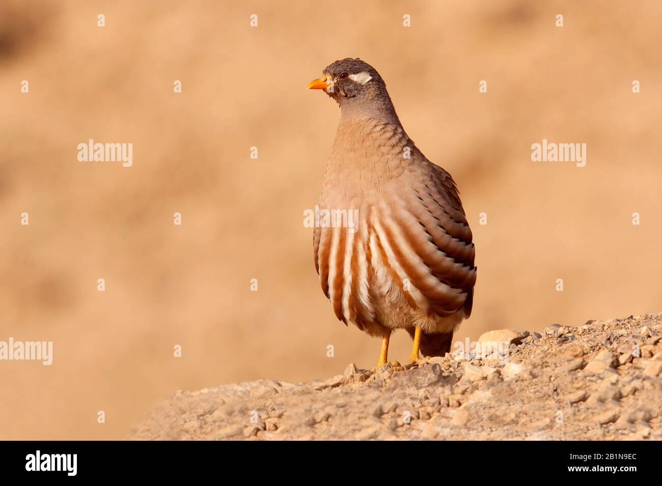 sand partridge (Ammoperdix heyi), standing in an Israeli desert., Israel, Negev Stock Photo