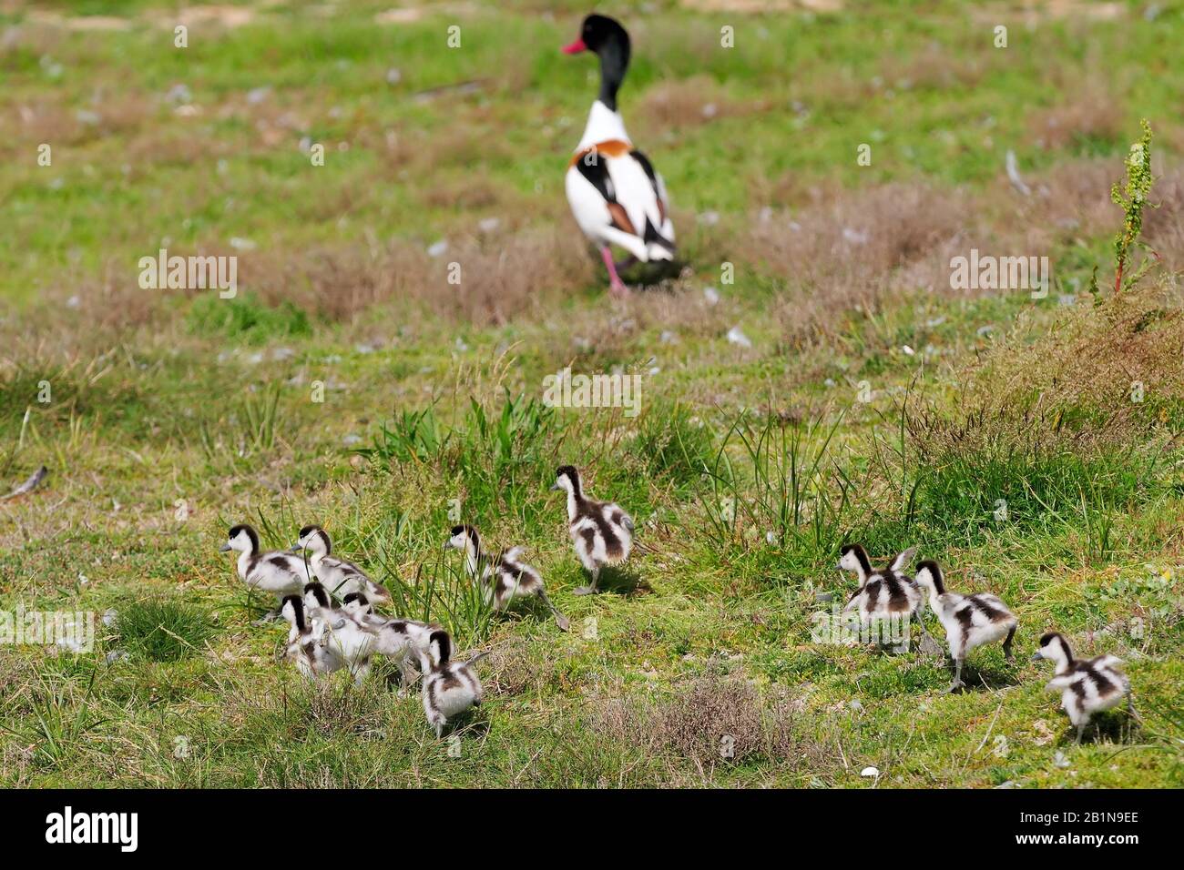 common shelduck (Tadorna tadorna), parent bird with a lot of chicks in a meadow, Netherlands, Texel Stock Photo