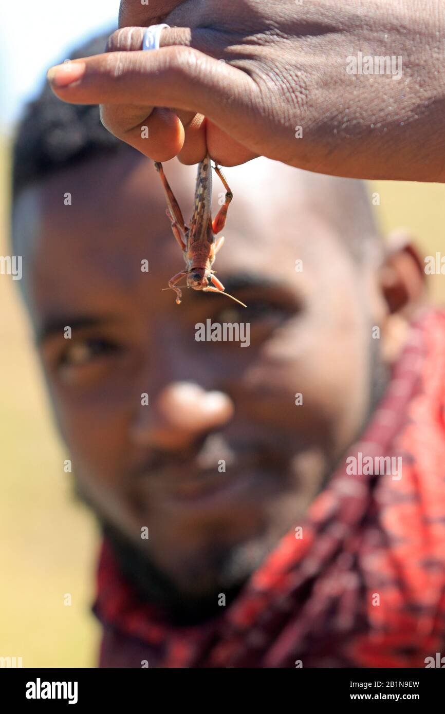Immature Desert Locust being held up by a boy in Ethiopia 2020 Stock Photo