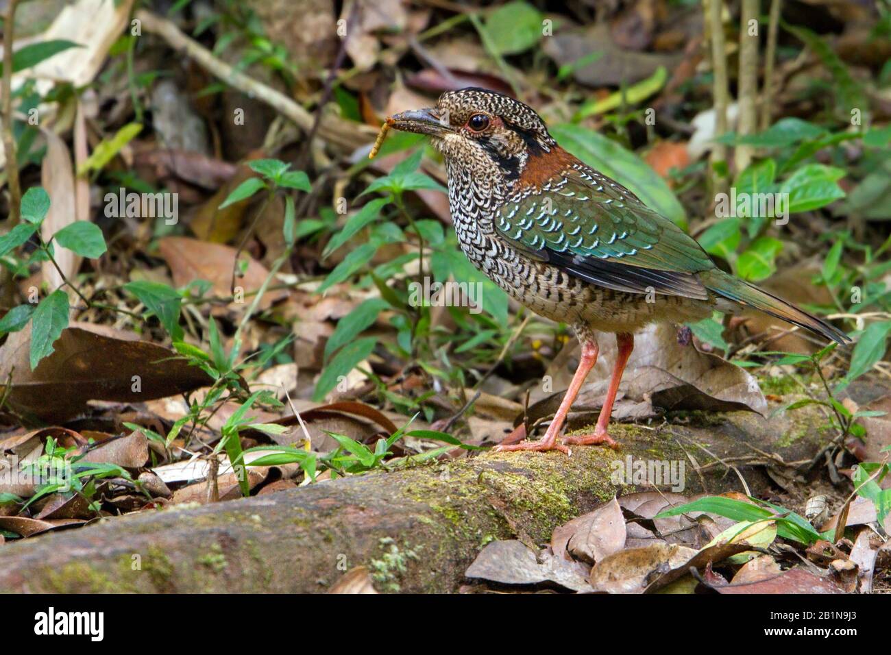 scaly ground roller (Brachypteracias squamigera, Geobiastes squamiger), endemic to Madagascar, Madagascar Stock Photo