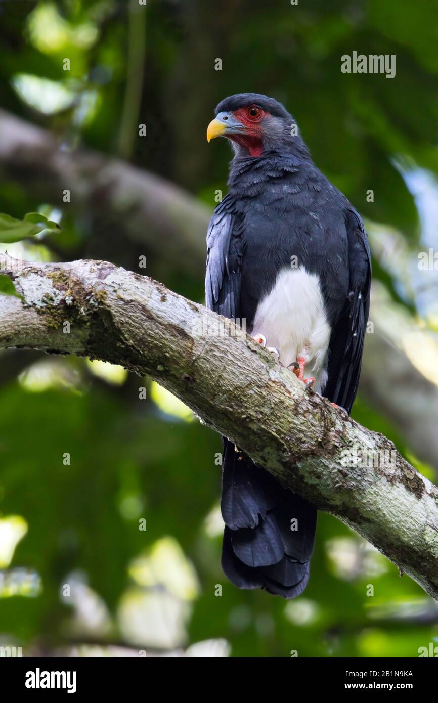 red-throated caracara (Ibycter americanus, Daptrius americanus), sitting on a branch, South America Stock Photo