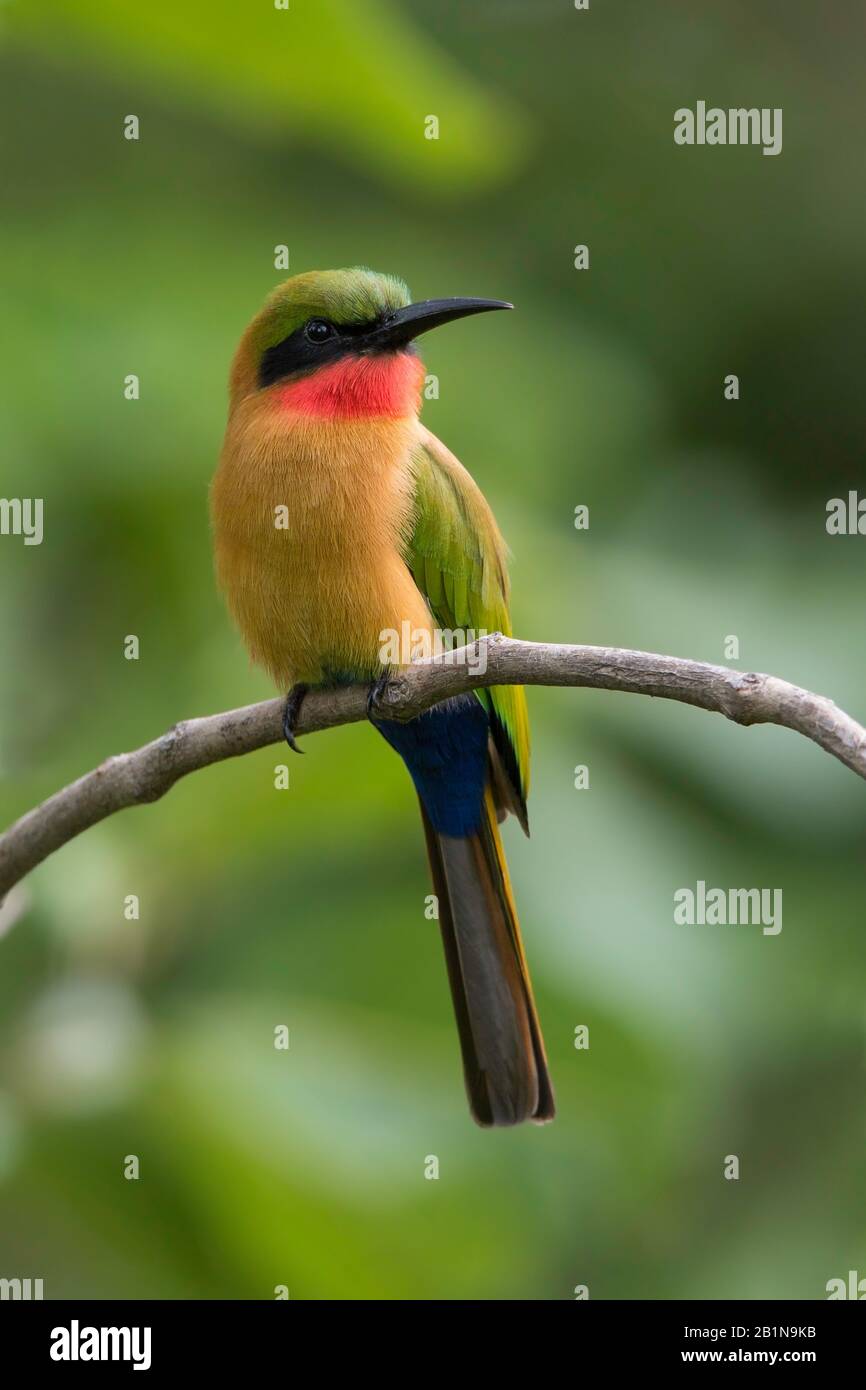 red-throated bee eater (Merops bulocki), perched, Africa Stock Photo