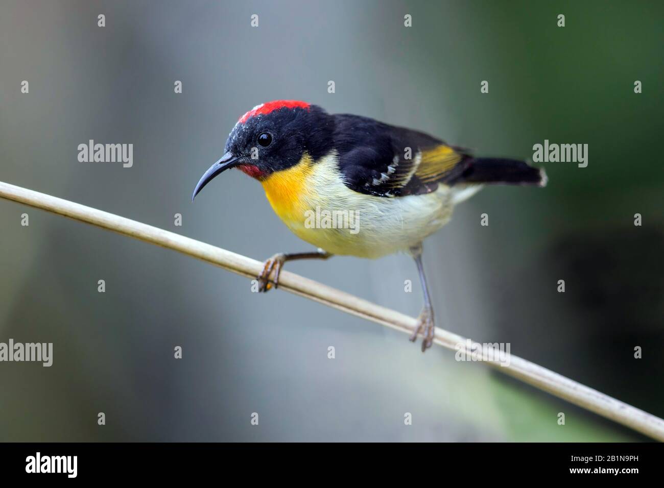 orange-breasted honeyeater (Myzomela jugularis), on a branch, Fiji Stock Photo